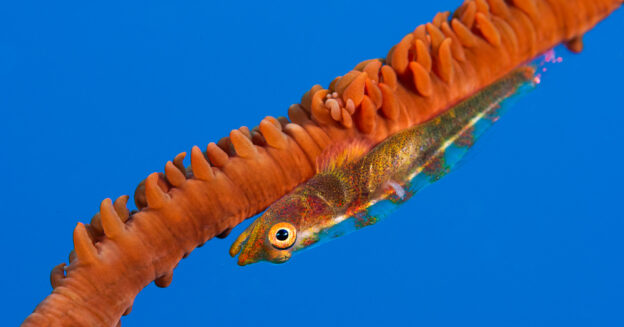 goby on a whip-coral in blue water