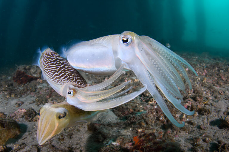 Close focus wide angle photo of three cuttlefish standing above each others on the seabed