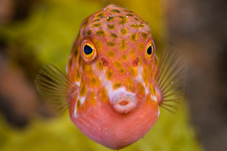 Underwater macro photo of an orange boxfish standing in front of a blurred yellow background