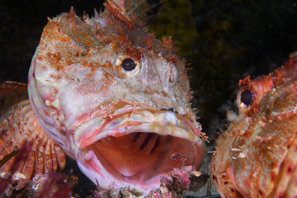 close-up underwater photo of two scorpionfish fighting