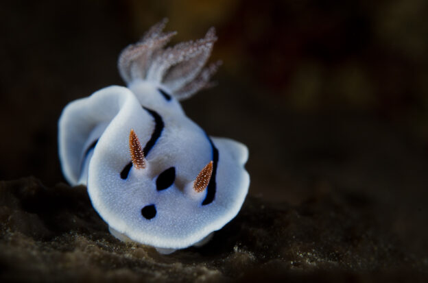 underwater macro photo of a nudibranch on a black background