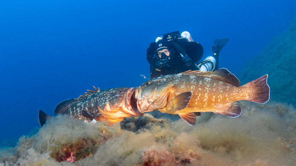 a rebreather diver watching two male dusky groupers fight underwater