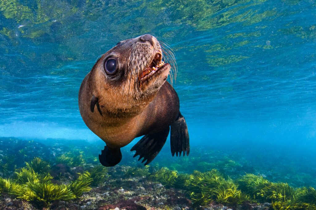 Underwater photo of a fur seal swimming near the surface