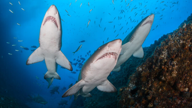 wide-angle underwater photo of Three sharks lined-up in front of a blue water background
