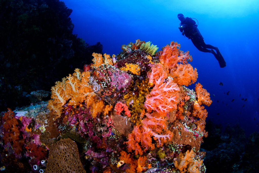 Underwater scenery showing a diver standing next to colourful soft corals