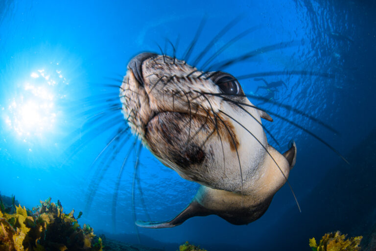 close-up underwater photo of a juvenile fur seal with divers and the sun, on a blue water background