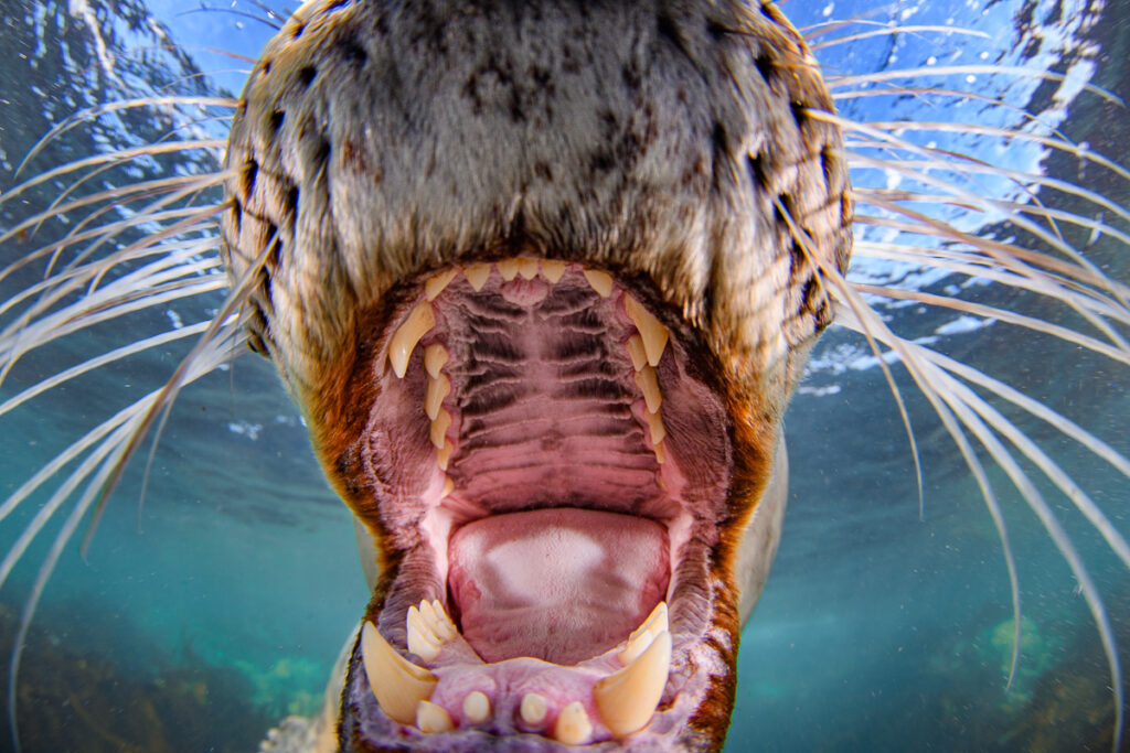Close-up underwater photo of a grey seal's jaws, with the surface visible in the background