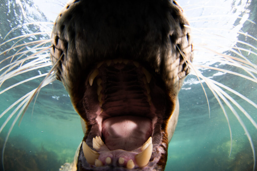 Close-up underwater photo of a grey seal's jaws, with an over-exposed surface in the background