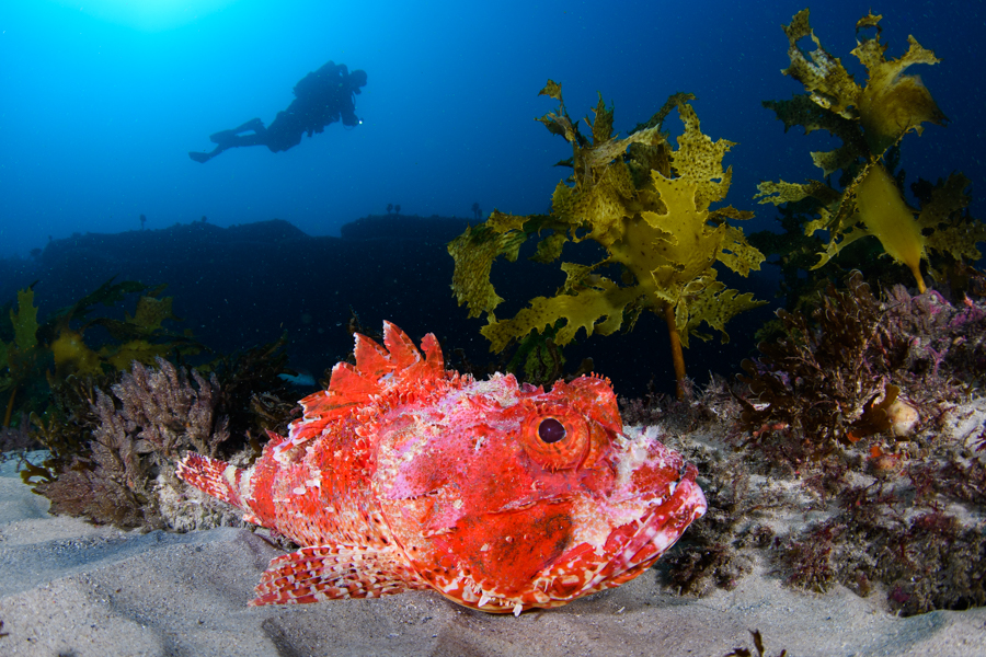 CFWA shot of a Red scorpionfish on sand with a diver silhouette swimming in the background