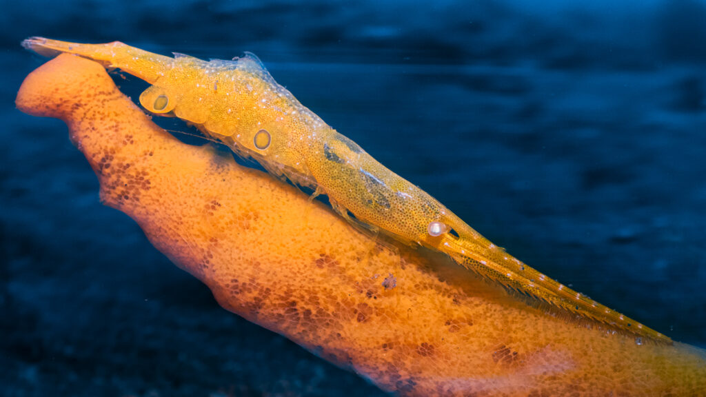Yellow Tozeuma shrimp on a yellow sponge