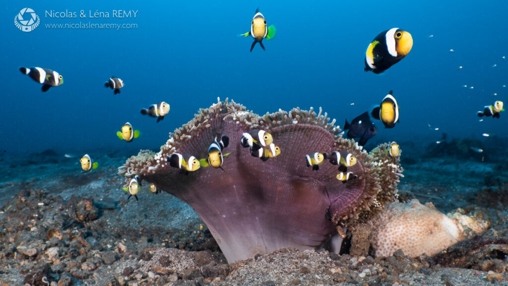 Clark's anemonefish in front of anemeone