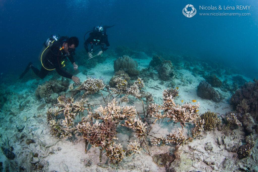 Two scuba divers inspect a acropora corals in the coral farm