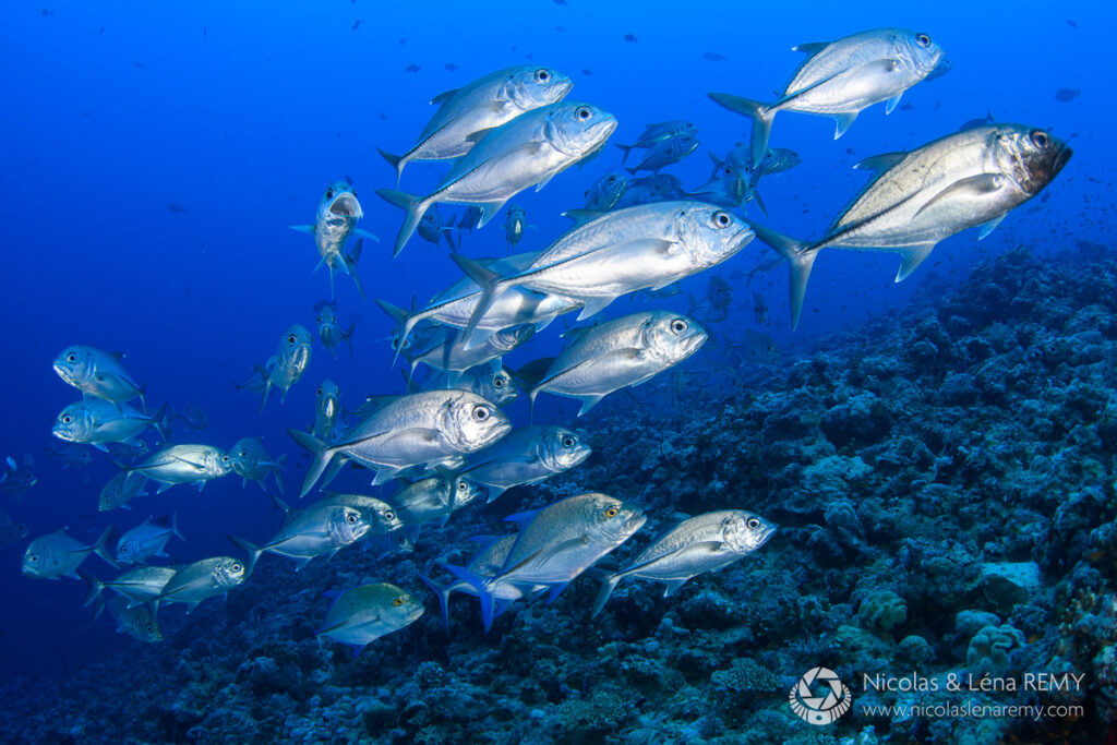 School of jacks swimming into the camera