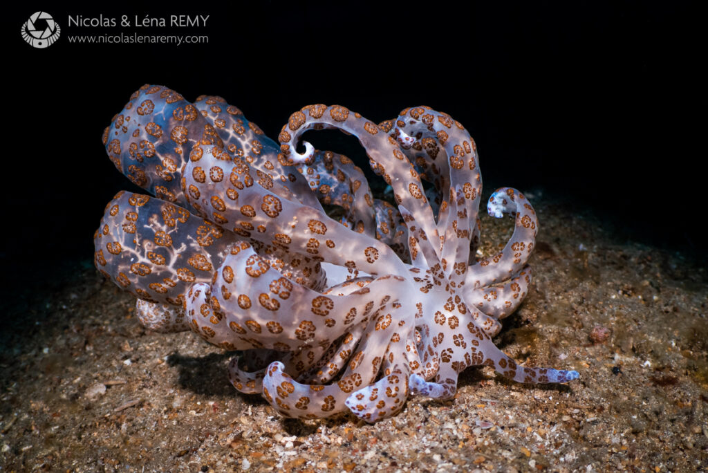 solar-powered nudibranch