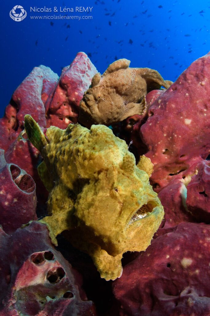 Two giant frogfish standing on red sponges underwater