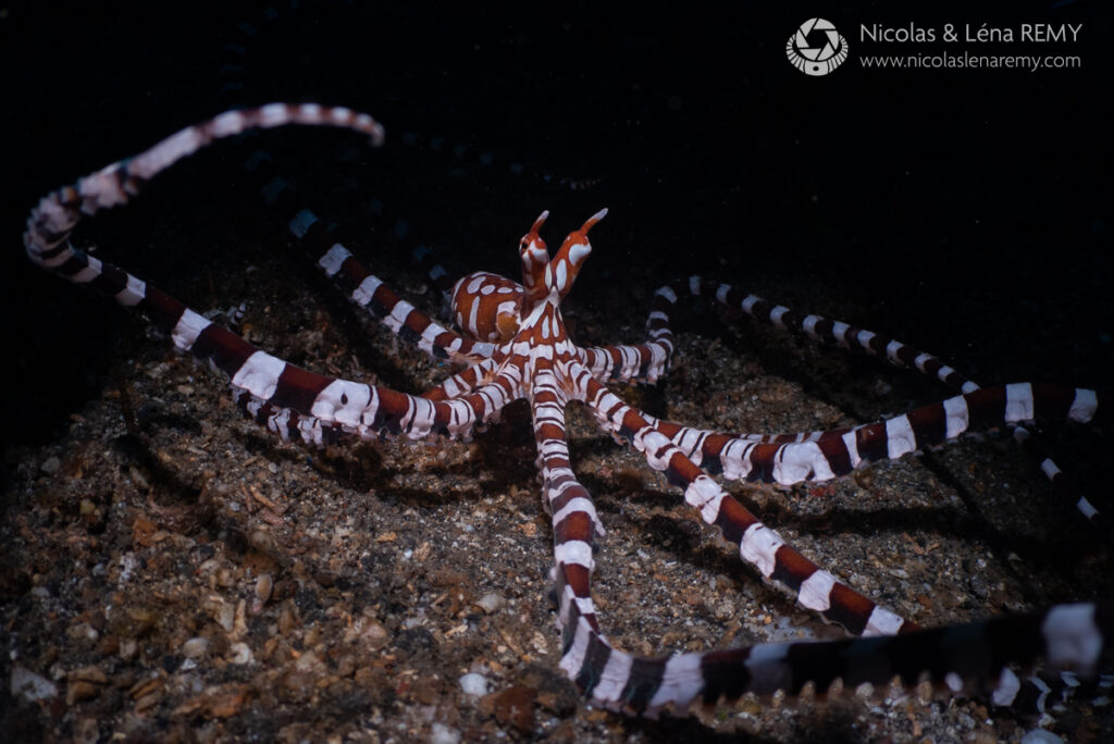 A wunderpus wanders over the sandy bottom.