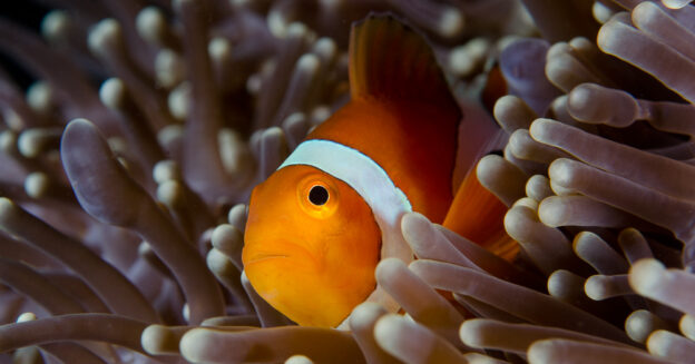 orange Clown fish in anemone