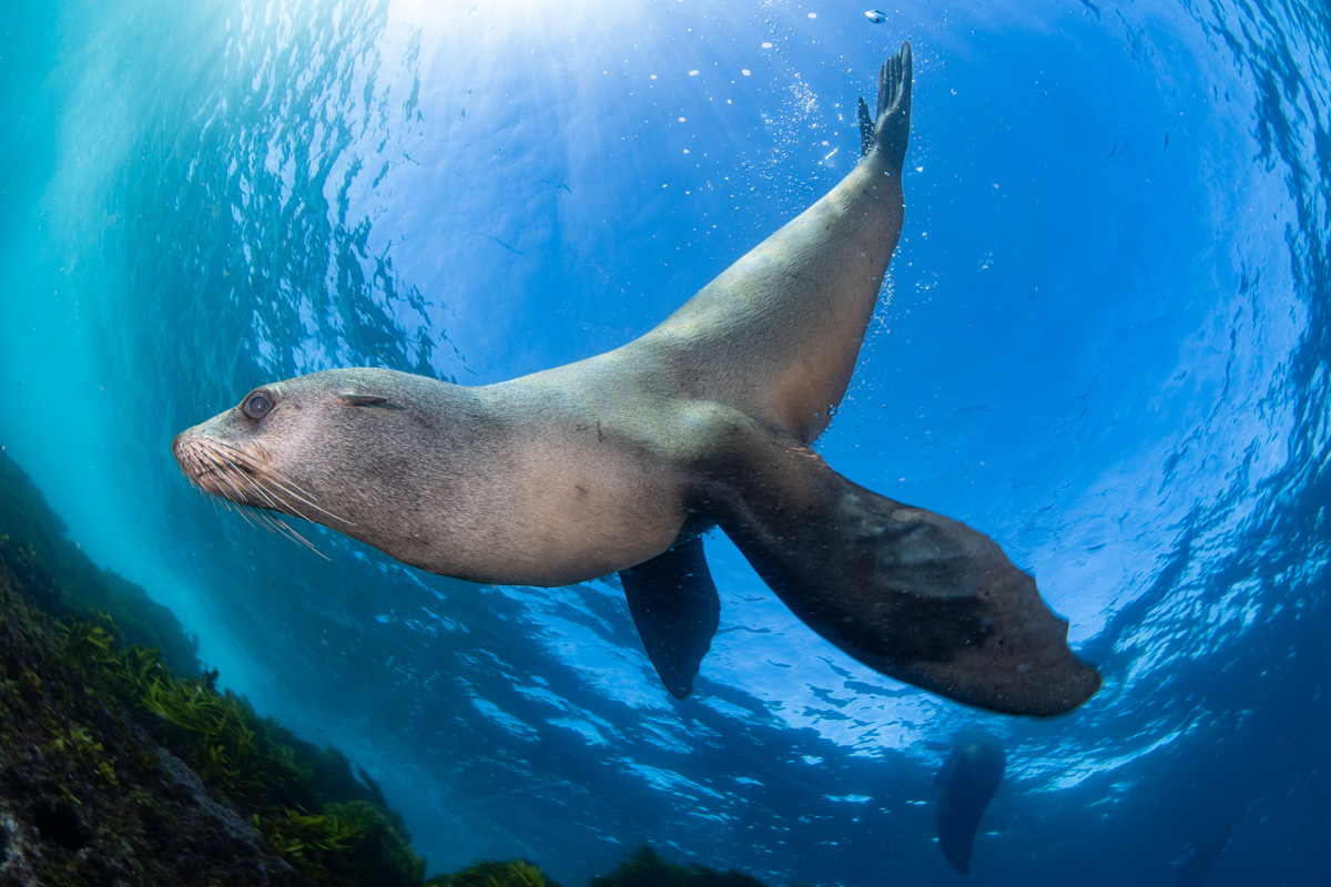 (新品未開封品) ZE:A 9LOVE PHOTOGRAPH 2014 0205 Z34908 Embossed feather-like motif Layered leaf dark gray