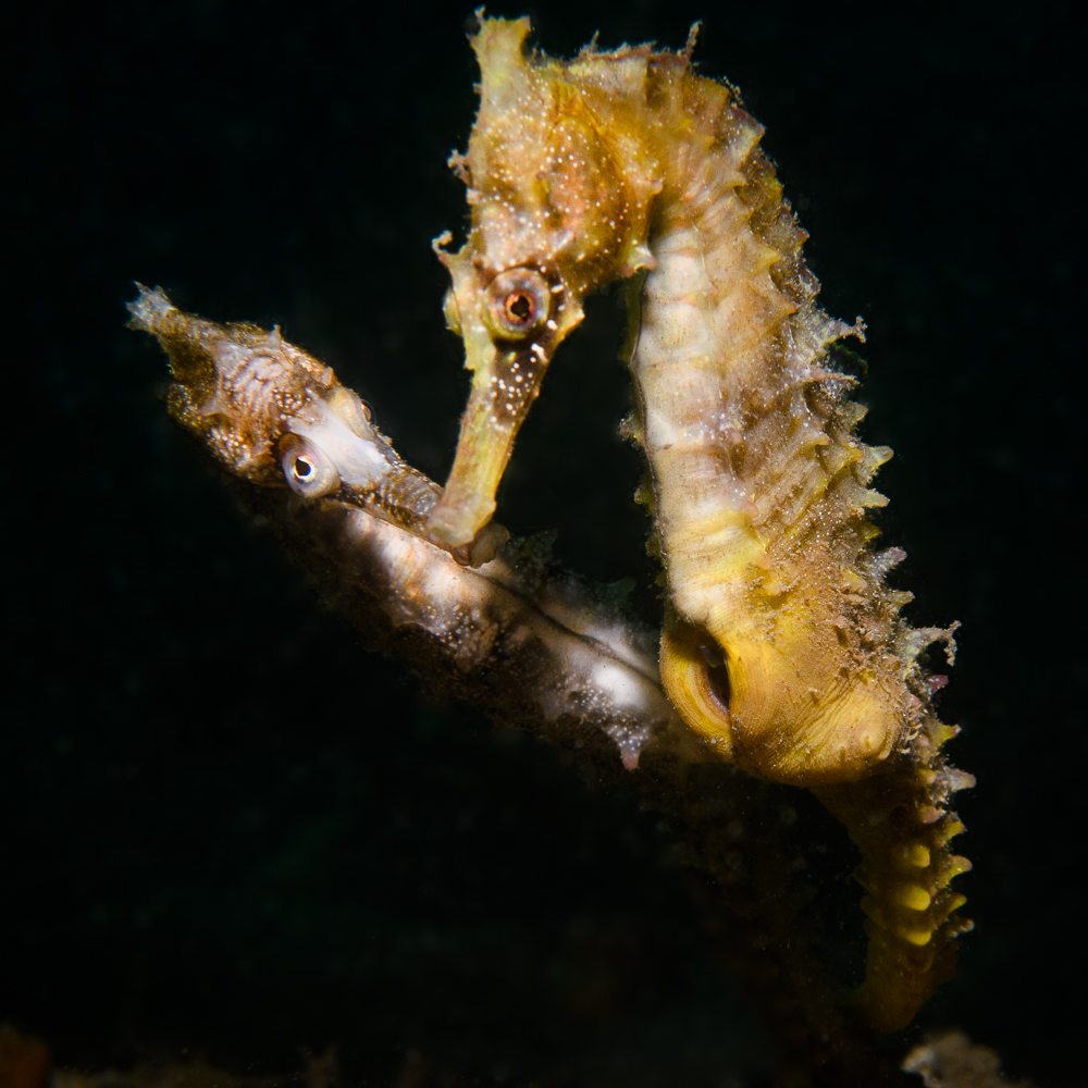Two White's seahorses engaged in courtship. The male (right) opens-up his pouch to show the female his ability to carry her eggs.