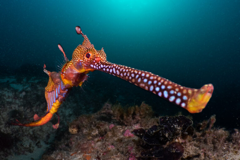 weedy-seadragon-underwater-green-background-emwl