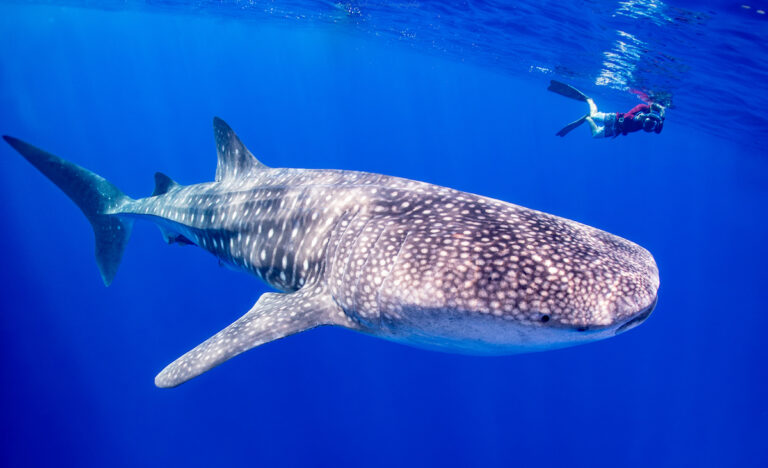 whaleshark-and-snorkeller-Salvo-1200px