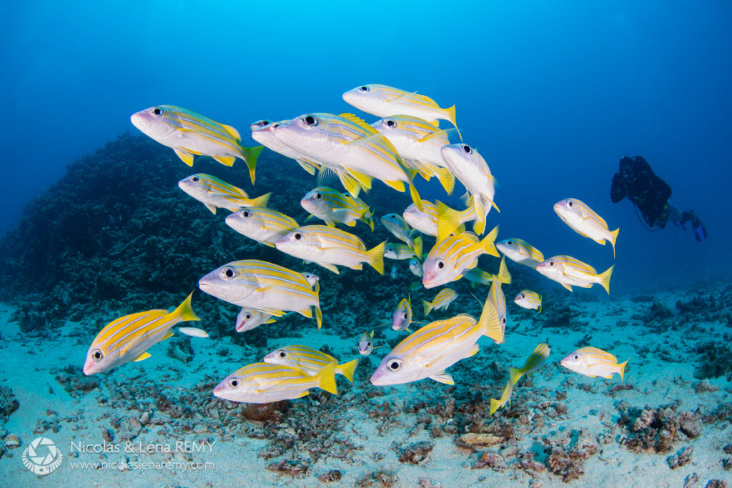school of bluestripped snappers and a diver