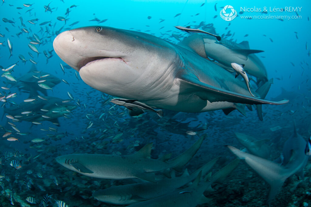 Fiji bull sharks feeding