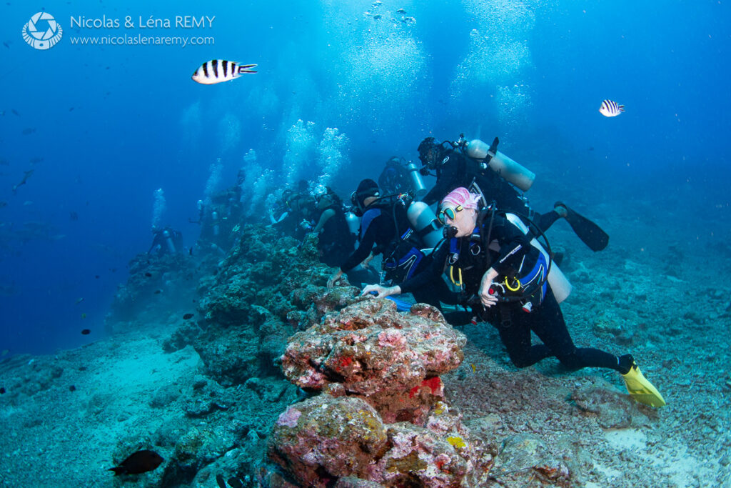 Scuba divers lined-up behind a coral wall.