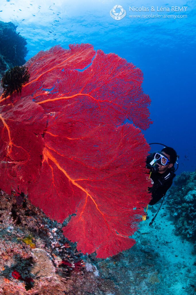 A scuba diver swims next to a large gorgonian coral fan in Fiji
