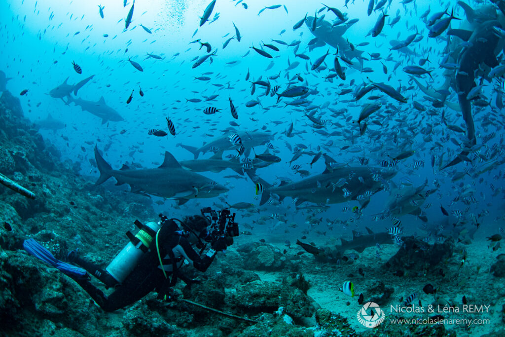 An underwater photographer taking photos of a shark feeding in Beqa Lagoon.