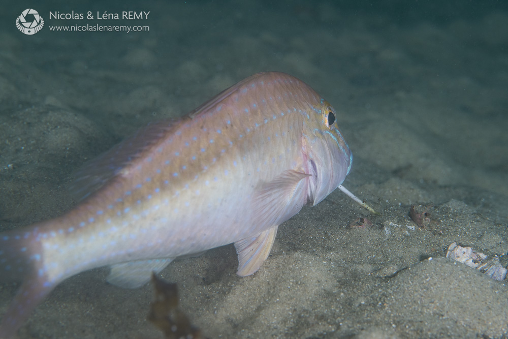 goatfish swimming away on seabed