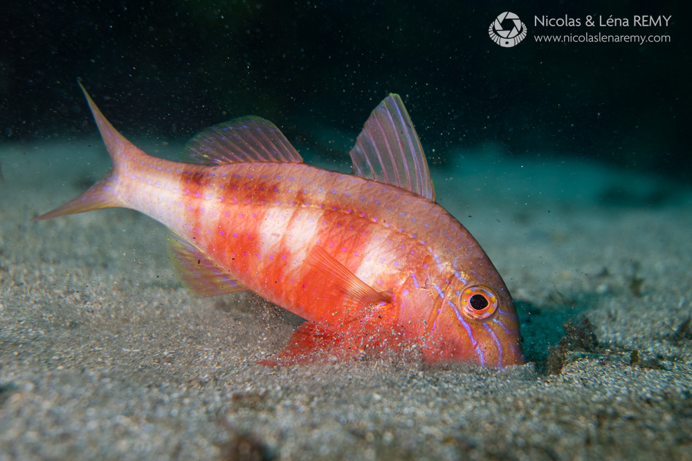 red goatfish digging in the seabed