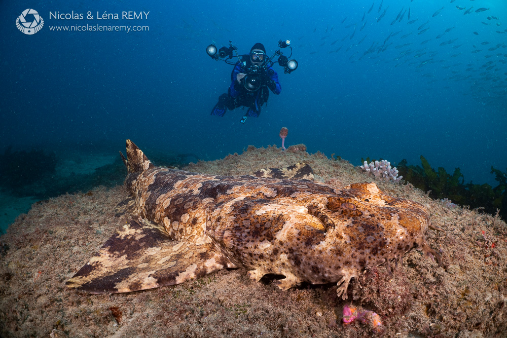 scuba diver behind a wobbegong shark
