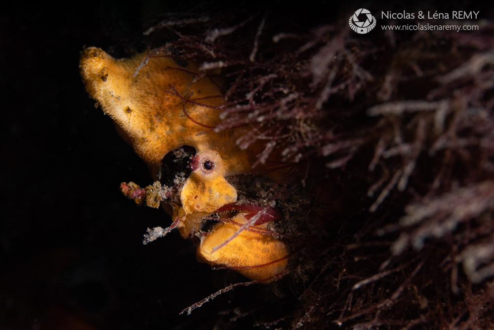 yellow frogfish