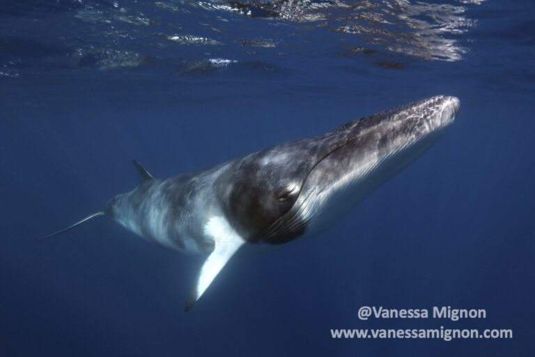 one-minke-whale-watermarked-1.5