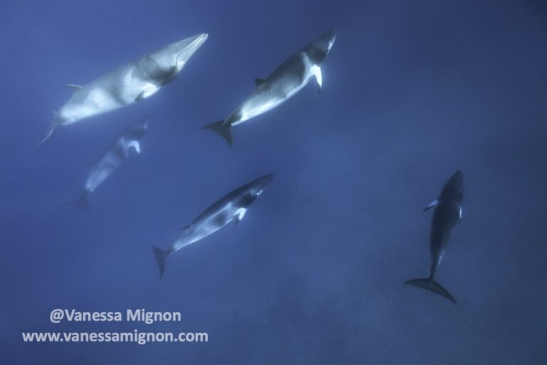 pod-of-5-minke-whales-watermarked-1.5