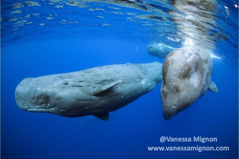 three-spermwhales-watermarked-1.5