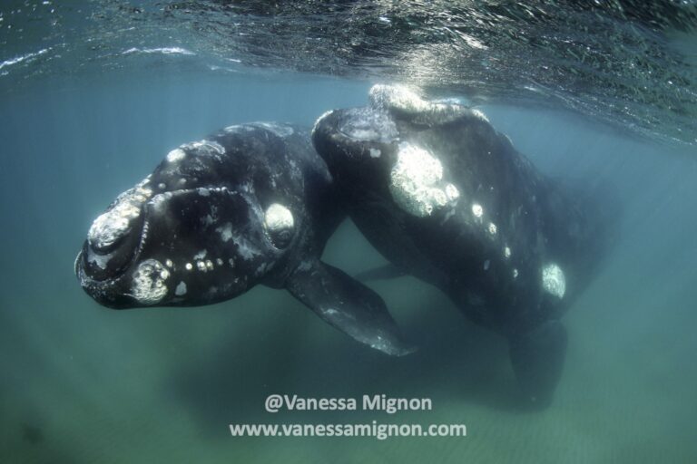 two-Southern-Wright-whales-watermarked-1.5