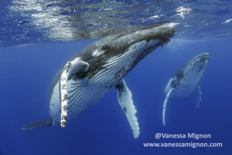 two-humpback-whales-watermarked-1.5