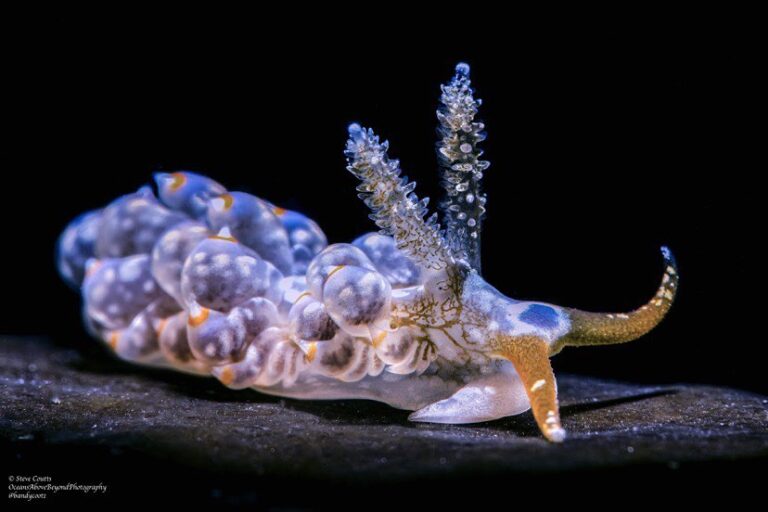 nudibranch photo 1 by steve munoz