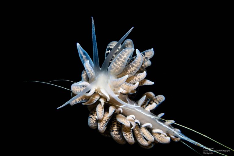 nudibranch photo 13 by steve munoz.jpg