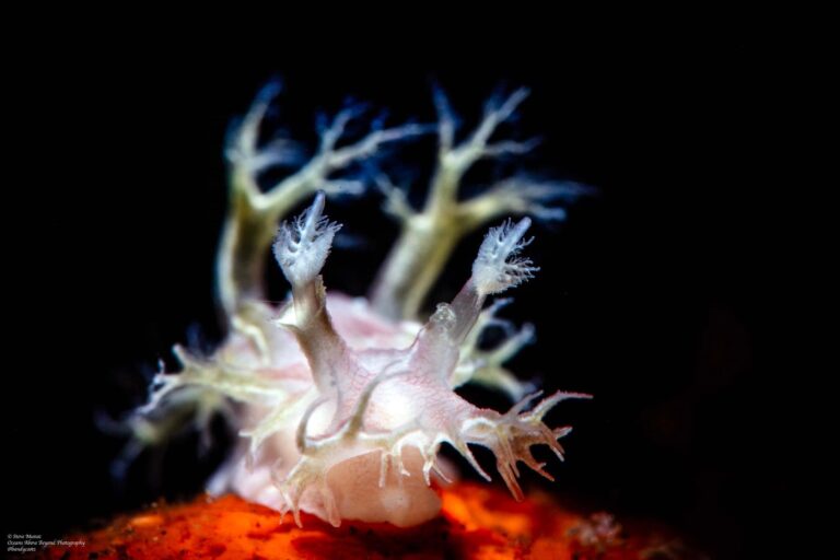 nudibranch photo 22 by steve munoz.jpg