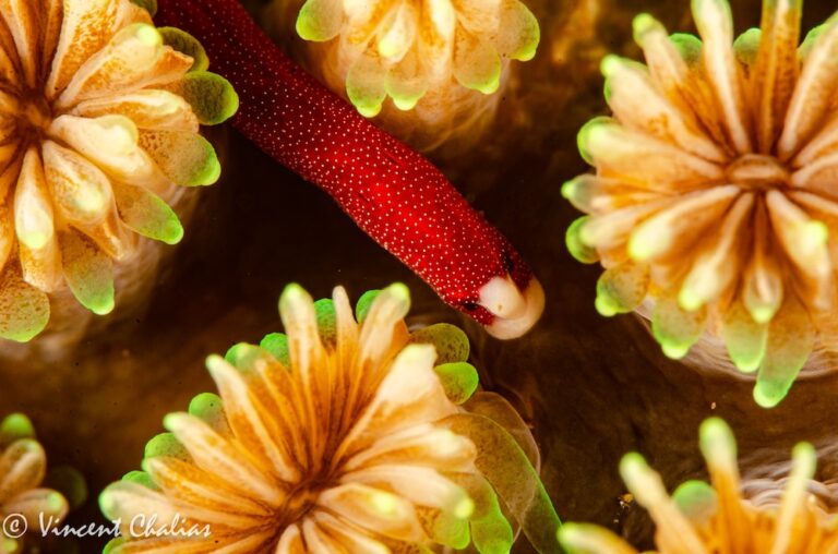 Bulbonaricus davaoensis by Vincent Chalias 1000px