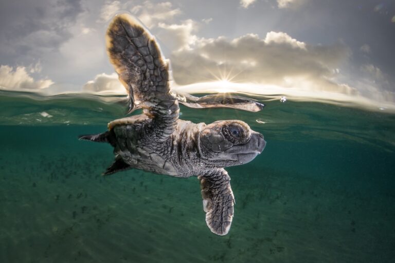 A Hawksbill turtle hatchling (Eretmochelys imbricata) just 3cm long and a few minutes old takes it’s first swim at Lissnenung Island Papua New Guinea.