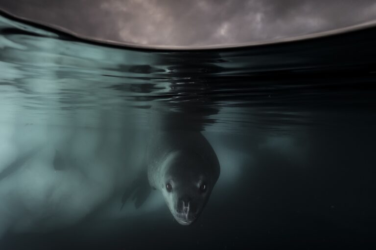 Along with a small team of photographers, I sailed from Argentina to the Antarctic peninsula onboard a 60ft yacht under wind power. Travelling by yacht meant we could ensure more intimate encounters with wildlife whilst also minimising our carbon footprint and impact on this environment.
As we sailed into Paradise Harbour on the Antarctic Peninsula, this young leopard seal approached our small sailing boat. Bold and curious by nature, it circled around us as if wanting to learn more about what we were doing in its domain. This gave me time to don my dry suit and quietly slip into the water with my camera.
This was my first personal encounter with a leopard seal and I didn’t want to push any boundaries, so I slowly swam over to a small chunk of floating ice and waited to see what would happen next. Soon the young leopard seal approached me out of curiosity and began to display investigative behaviour. It seemed very relaxed with my presence, making several passes, so I began to shoot some frames. I had to work quickly as it was late in the day and light was fading fast. Using a neutral density graduated filter on my lens I managed to retain drama in the sky whilst being able to light the seal with a flash from one side.
Krill and penguins make up for most of the leopard seals natural diet. However, pressure from retreating sea ice and warming waters around the Antarctic peninsula, pollution and overfishing means that krill and penguin numbers are both in decline. 2022 saw a record low in Antarctic sea ice and led to the catastrophic failure of Emperor penguin breeding colonies due to loss of sea ice.
Taken 15th Feb 2023