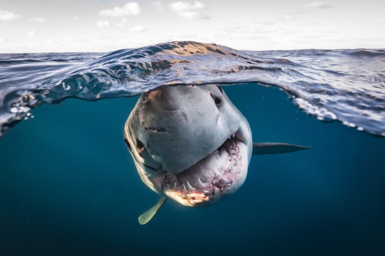 Split shot of an approaching Great White Shark taken by Matty Smith