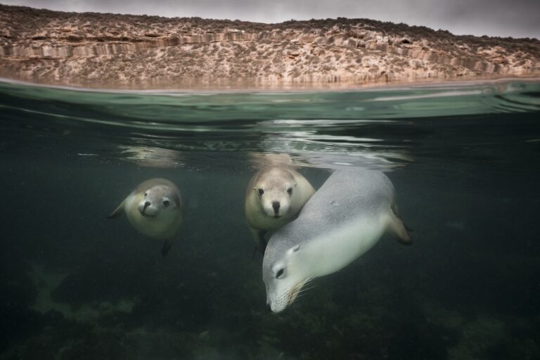 Split shot of three australian sealions taken by Matty Smith
