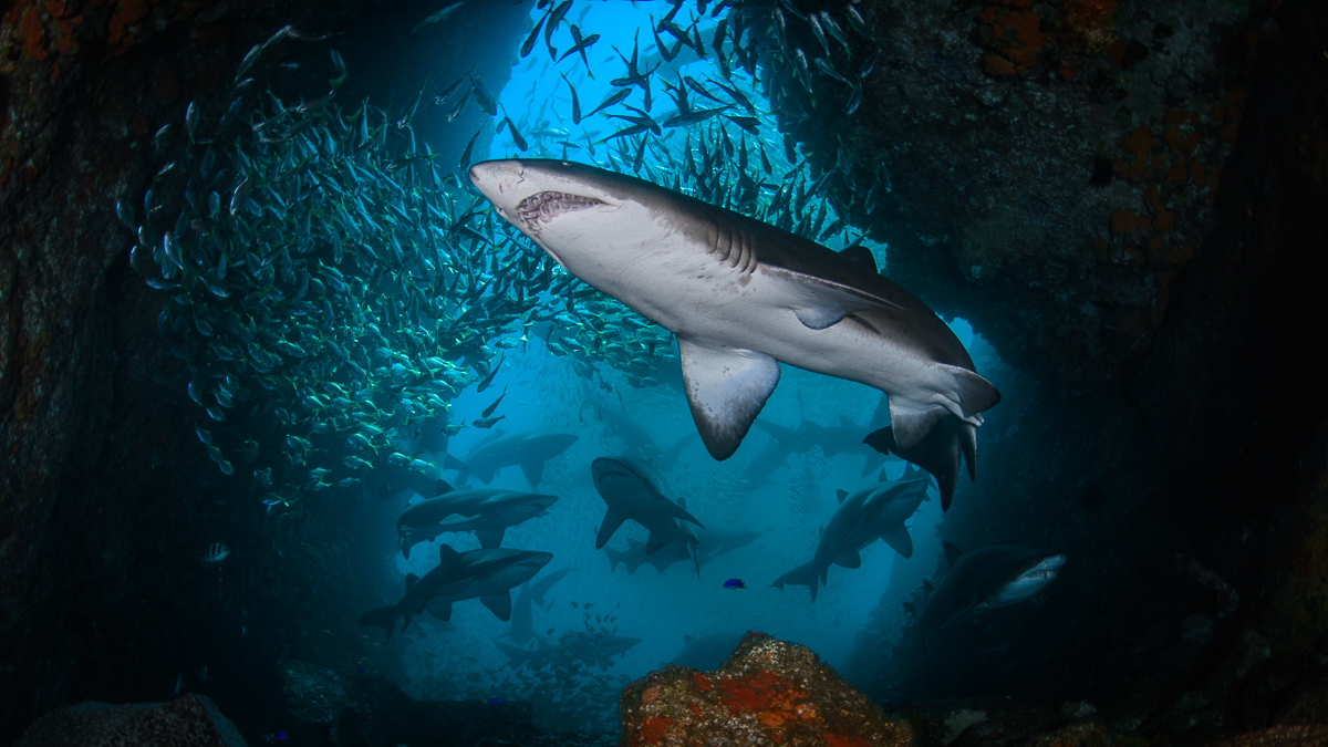 Diving South West Rocks - The Underwater Club, image size:1200x675