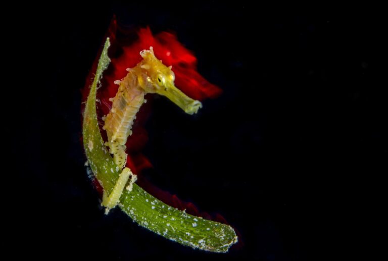 Martin Broen juvenile yellow seahorse drifting over leaf at night with red silhouette