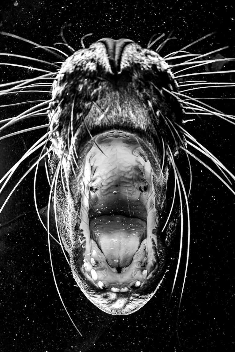 Henley Spiers seal jaws monochrome